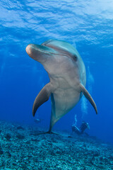 Naklejka premium dolphins underwater