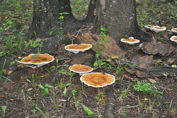 Fototapeta premium mushrooms in the forest