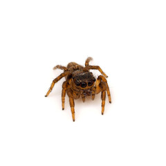 Jumping spider isolated on white background, Evarcha jucunda