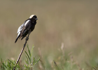 A bobolink enjoys a spring day in Wyoming