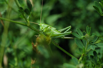 Heuschrecke Heupferd in Wiese - Stockfoto