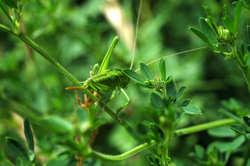 Heuschrecke Heupferd in Wiese - Stockfoto