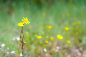 green background with close up of a plant