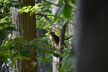 hawk in Tree