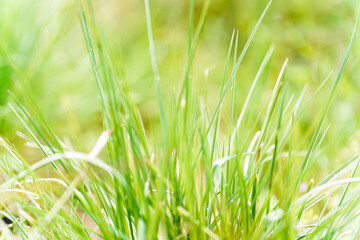 green background with close up of a plant
