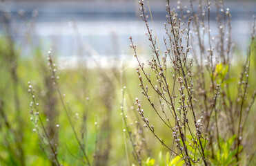 green background with close up of a plant