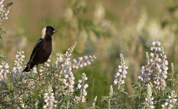 A bobolink enjoys a spring day in Wyoming