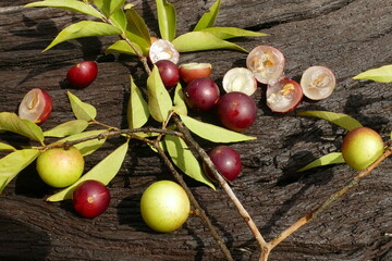 Ripe Camu Camu fruits on branches, also called CamoCamo or Cacari (Myrciaria dubia). The fruits are partly cutted through. The plants are rare and are growing near Manaus, Brazil.