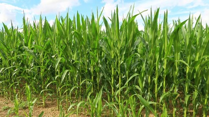 Agriculture, champ de maïs vert en été en Champagne Ardenne, dans le Grand Est (France)
