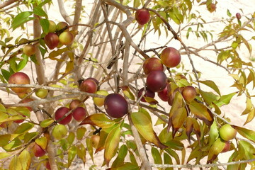 Ripe Camu Camu fruits on branches of the shrub, also called CamoCamo or Cacari (Myrciaria dubia). The plants are rare and the fruits are full of vitamin C, Amazon river near Manaus, Brazil