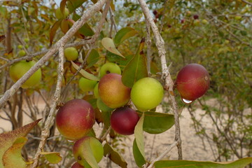 Ripe and semi-ripe Camu Camu fruits on branches of the shrub, also called Cacari (Myrciaria dubia). The plants are rare and the fruits are full of vitamin C, Amazon river near Manaus, Brazil