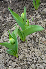 Young tulips grow in a garden bed.