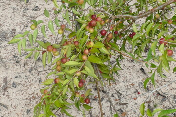 Ripe and semi-ripe Camu Camu fruits on branches of the shrub, also called Cacari (Myrciaria dubia). The plants are rare and the fruits are full of vitamin C, Amazon river near Manaus, Brazil