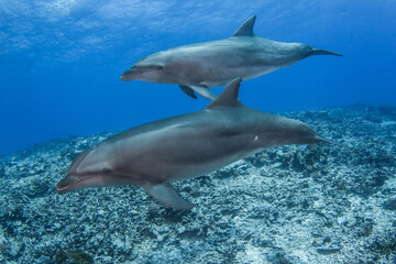 Obraz na płótnie Canvas dolphins underwater