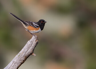 A spotted towhee perches on a stump in Wyoming