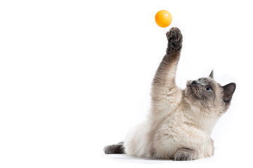 The fluffy Thai cat lies and shadows its front paw up behind an orange small ball.