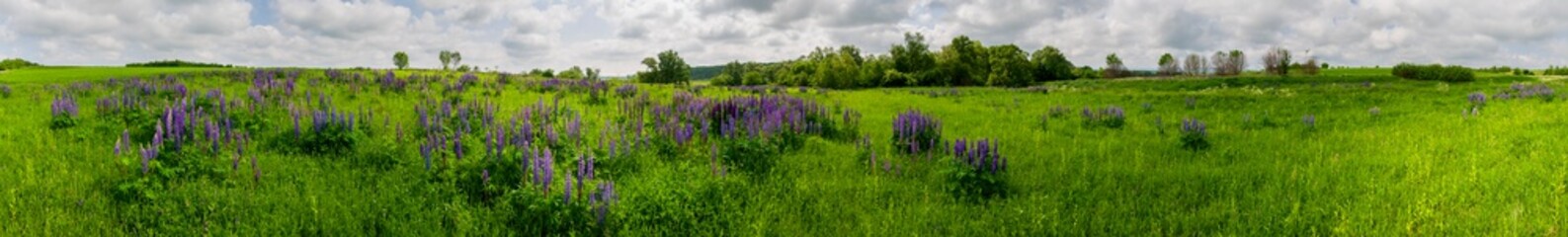 Bouquet of lupine summer flower background. Lupine fields with pink, purple and blue flowers. Beautiful wildlife, sunny summer. Panorama of blue flowers