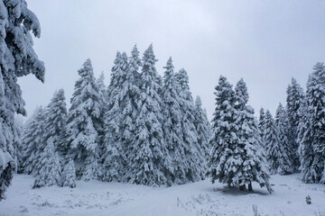 Snow-covered forest air of the mountains, snow, sea and stream coast