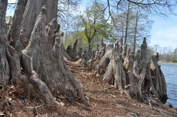 Cypress roots in a park