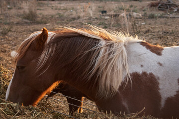 Naklejka na ściany i meble brown and white pony in sunset