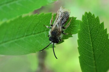 A fly fishing sitting on the edge of a leaf


