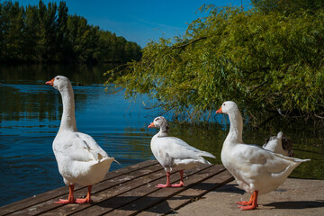 geese on the river bank