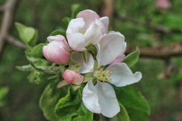 Naklejka na ściany i meble Apple blossoming flowers in spring