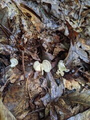 mushrooms in the forest