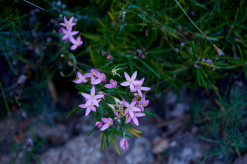 Set of small violet flowers