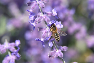 Biene an lila Blüte - Stockfoto