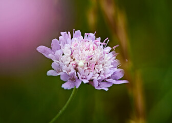 Fototapeta premium Small violet flower in the field