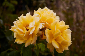 Yellow roses in the field