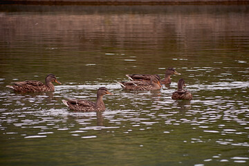 Ducks swimming in the lake