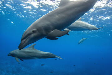 dolphins underwater © Tropicalens