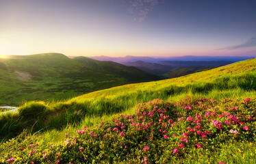 Mountain landscape in summertime during sunse. Blossoming alpine meadows. Field and mountains. Travel and hiking. Landscape - image