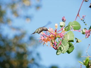 hummingbird feeding on honeysuckle flower