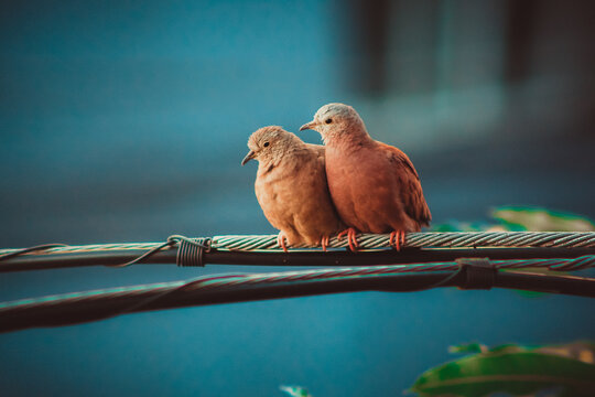 P&aacute;ssaros rolinha