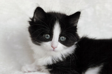 close up of a long hair tuxedo Norwegian forest cat kitten