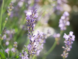 macro of purple lavender in field