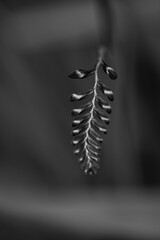 close up of a spiral