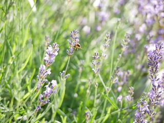 Honey bee on lavender plant