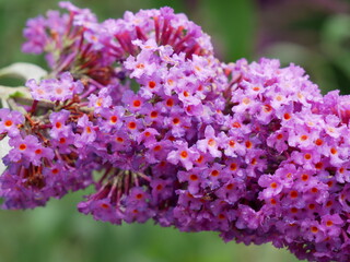 purple butterfly bush - Buddleja davidii