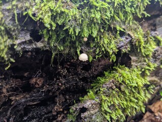 moss on tree