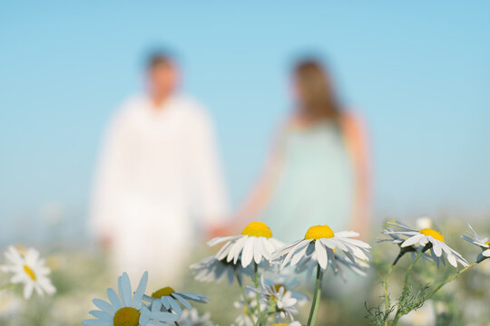 Chamomiles
 in the meadow close up.In the background, blurred silhouettes of a man and a woman holding hands.Copy space for text,selective focus.Summer background.
