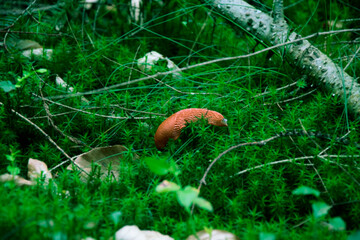 A naked snail with an beautiful background