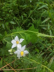 white and yellow flowers