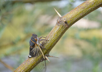 Let me sing you the song of my people - Cicada in Arizona, probably