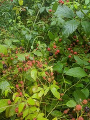 red currant bush