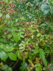 red currant bush