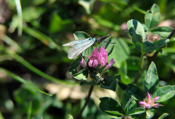 Gemeines Gr&uuml;nwidderchen auf bl&uuml;hendem Klee auf gr&uuml;ner Wiese - Stockfoto